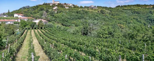 Vinska kriza in Trumpove kolobocije