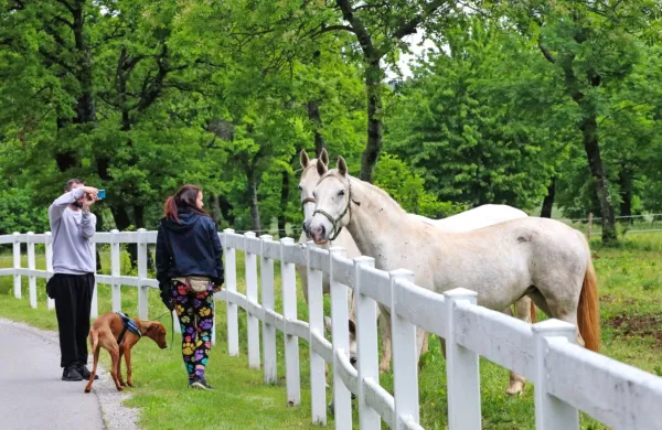 Ob obisku ene od treh znamenitosti lahko obiskovalci  pri drugih 
dveh uveljavljajo 25-odstotni popust pri plačilu vstopnine. Letos 
so dodali še desetodstotni popust za  ranljive skupine.