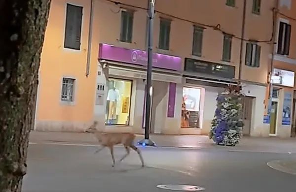 Sredi noči se je po središču Kopra sprehajala srna