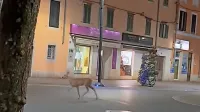 Sredi noči se je po središču Kopra sprehajala srna