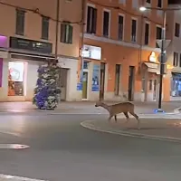 Sredi noči se je po središču Kopra sprehajala srna