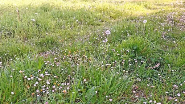 Konec tedna bo na Primorskem znova bolj sončno.