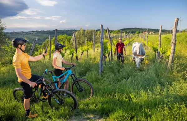 Z zanimivimi promocijskimi filmčki Z bičikleto po Istri bodo ljubitelje kolesarjenja  vabili k 
raziskovanju podeželja.

