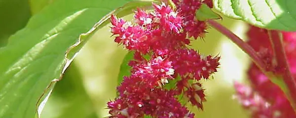 Amarant, poetična rastlina z močjo superživila