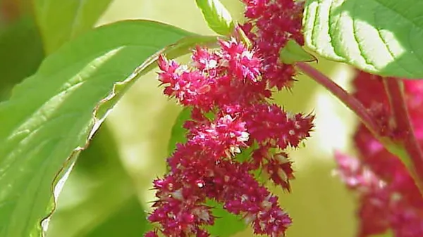 Amarant, poetična rastlina z močjo superživila