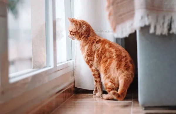 Zakon predvideva tudi obvezno čipiranje mačk.