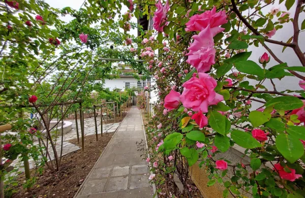 Tudi 20. Festival vrtnic vabi na ogled dragocene zbirke burbonk v 
samostanskem vrtu na Kostanjevici. 