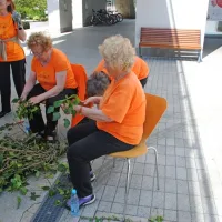 Goričanke in članice društva Šola zdravja so spletle 50 metrov dolgo bršljanovo kito za praznični mlaj