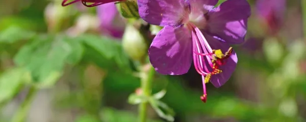 Geranium macrorrhizum