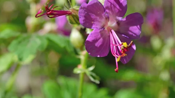 Geranium macrorrhizum