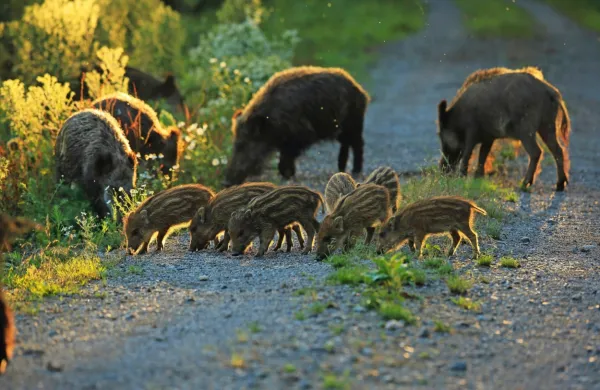 Medtem ko mlade (ozimce in lanščake) ter odrasle divje prašiče 
lovci lahko streljajo vse leto, je lov na svinje od 1. februarja do 30. 
junija prepovedan. V tem času imajo svinje mlade.