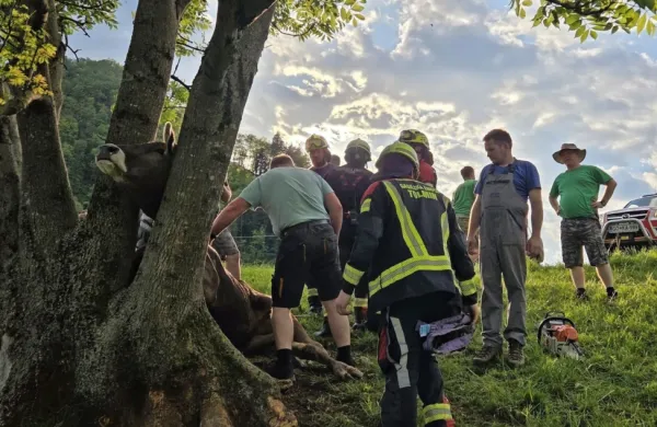 Nesrečni telici so glavo rešili tako, da so zažagali deblo drevesa in 
ga nato s hidravličnim orodjem razprli.