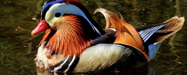 Samec mandarinke izstopa po svoji barvitosti.