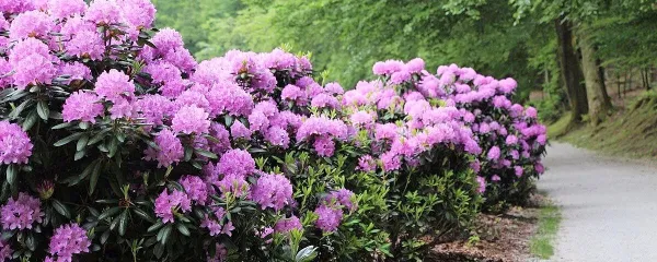 Še pred nekaj leti so rododendroni zacveteli šele po 10. maju, zdaj 
pa se množično cvetenje začne že med prvomajskimi prazniki.