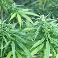 Fotografija je simbolična.