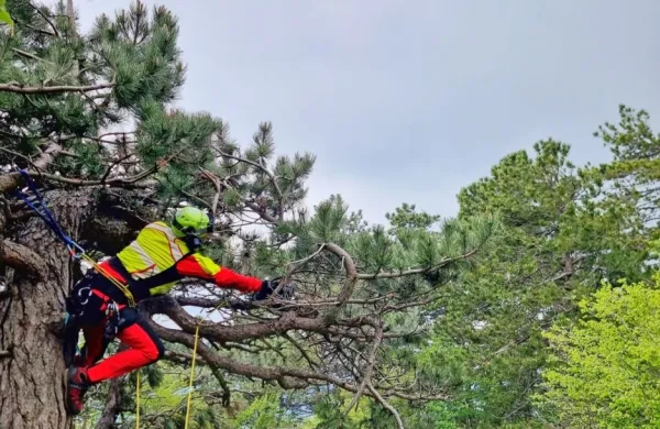 Čaven: Čeh s padalom zasilno pristal na drevesu