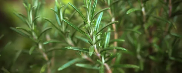 Rožmarin so nekoč zažigali v bolnišnicah, da bi očistili zrak in 
pregnali insekte. 