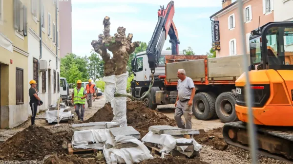 Dreves na Muzejskem trgu ni več, preselili so jih v Šalaro.