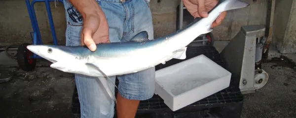 V slovenskem morju včasih ribiči ujamejo mladiče sinjega morskega psa.