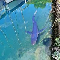 Avanturistična samica sinjega psa v tržaškem mandraču