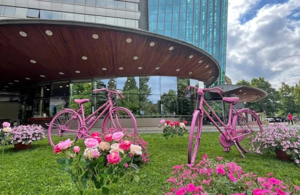 Tudi  novogoriška Perla je pridobila rožnate odtenke.  