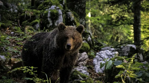 Populacija rjavega medveda pri nas iz leta v leto raste. Populacija 
rjavega medveda pri nas iz leta v leto raste.