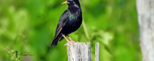 Škorec si razgleduje vinograd.