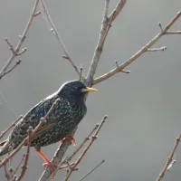 Škorec je v zimskem perju manj privlačen.