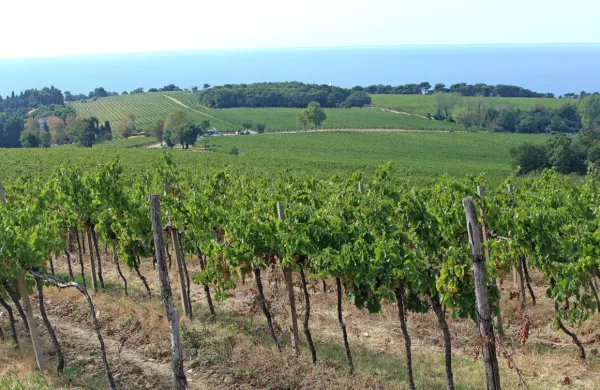 Vinski turizem je pomemben del vinske ekonomije.