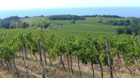 Vinski turizem je pomemben del vinske ekonomije.