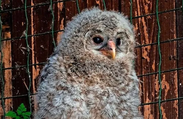 Mladič uralske sove
