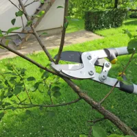 Poleti režemo koščičarje. Rane temeljito zamažemo s cepilno smolo Bio 
Plantella Arbosan.