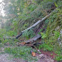  V gozdu pri Čepovanu je veter podrl več dreves.
