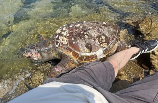 Caretta caretta, ki v slovenskem morju ni imela sreče ...