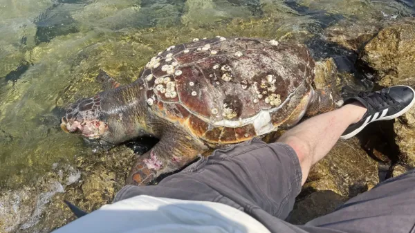 Caretta caretta, ki v slovenskem morju ni imela sreče ...
