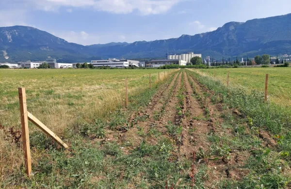 Kmetje in lovci zahtevajo odstranitev zaščitne žičnate ograje, ki jo je občina postavila okrog zelenih mejic.  

