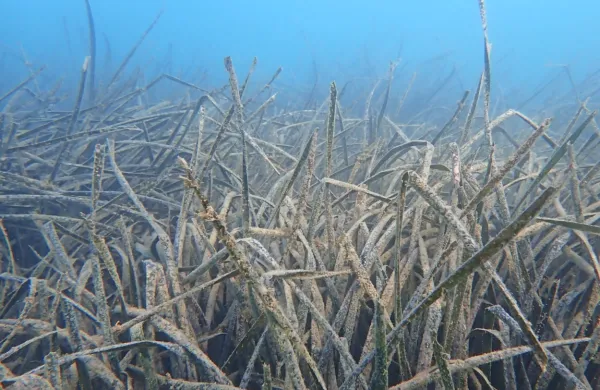 Pozejdonka (Poisidonia oceanica) je edemit sredozemskega morja.