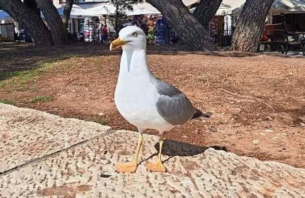 Galebe  povezujemo z morjem, vendar je te ptice mogoče srečati 
tudi drugje.