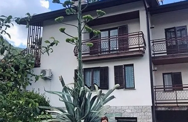 Agava in njena ponosna lastnica Irma Draščič  