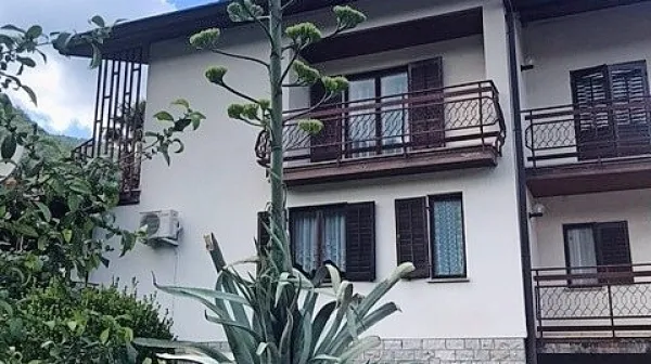 Agava in njena ponosna lastnica Irma Draščič  
