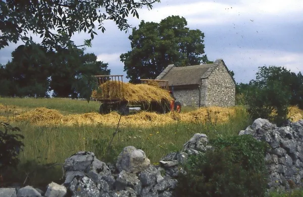 Kosili bodo na tradicionalen način
