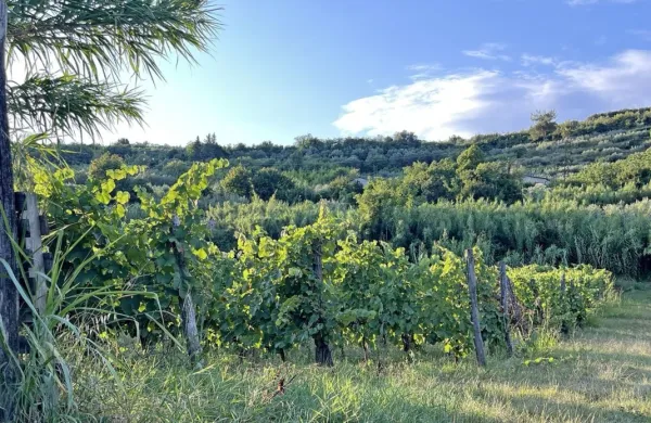 Po nekoliko hladnejših in bolj oblačnih dneh zdaj prihaja suho in 
sončno vreme.
