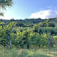 Po nekoliko hladnejših in bolj oblačnih dneh zdaj prihaja suho in 
sončno vreme.