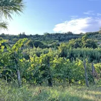 “Vreme bo idealno za dopust”