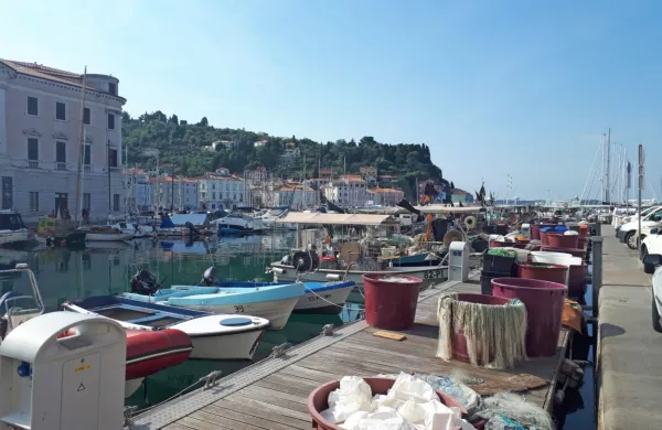 Ministrstvo za kmetijstvo, gozdarstvo in prehrano je ribičem izdalo 
odločbe o dodelitvi nadomestila za izpad dohodka, ki je posledica 
oviranega gospodarskega ribolova v slovenskem morju zaradi 
spora o meji s Hrvaško.