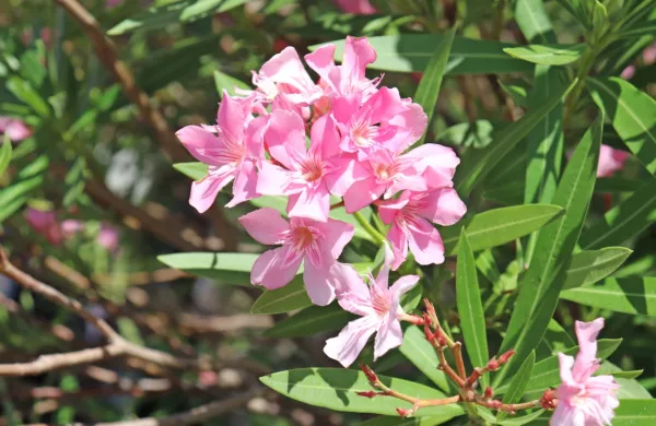 Strupeni so vsi deli oleandra. 