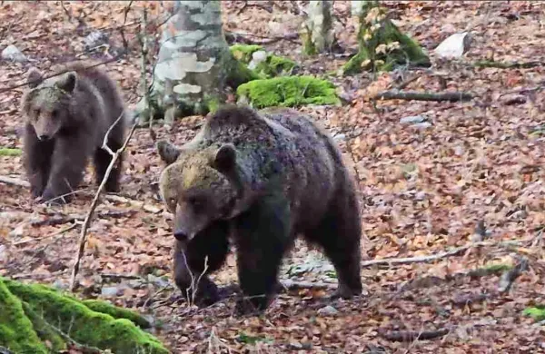 Na Idrijskem je najbrž šlo za srečanje z medvedko, ki je mladiče 
skrila v goščavi.