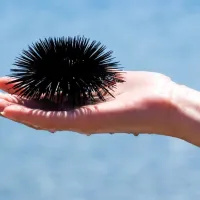 

Bodice morskega ježka poskusite v čim večjem številu odstraniti, 
saj se rade zagnojijo.