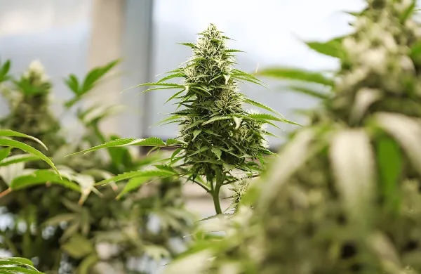 THC je glavna psihoaktivna sestavina konoplje