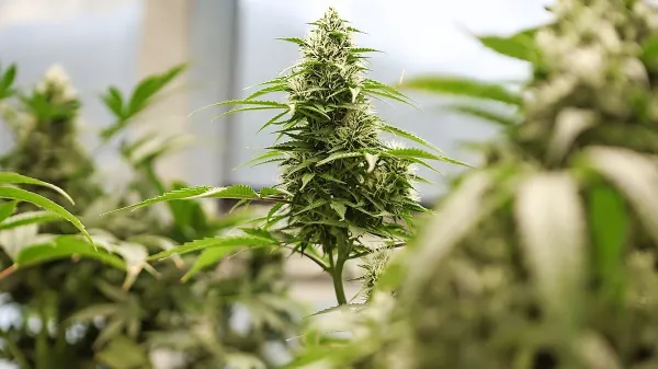 THC je glavna psihoaktivna sestavina konoplje